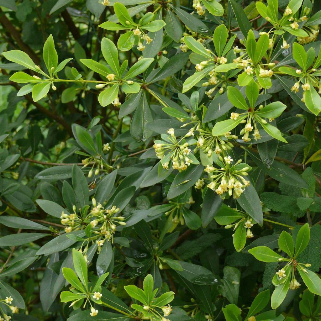 Αγγελική Μικρόφυλλη (Pittosporum heterophyllum) - 2